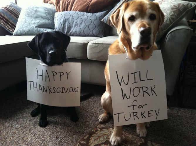 Photo from Barkpost's Thanksgiving campaign 