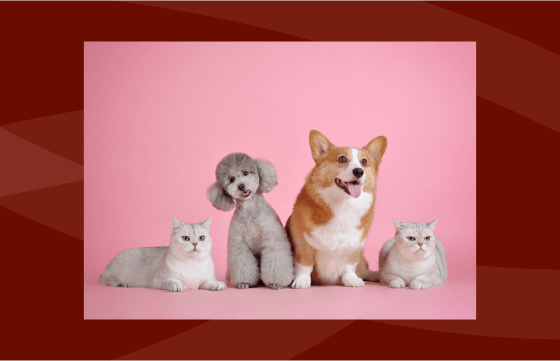 Stop Wasting Time: Social Media for Busy Veterinary Professionals